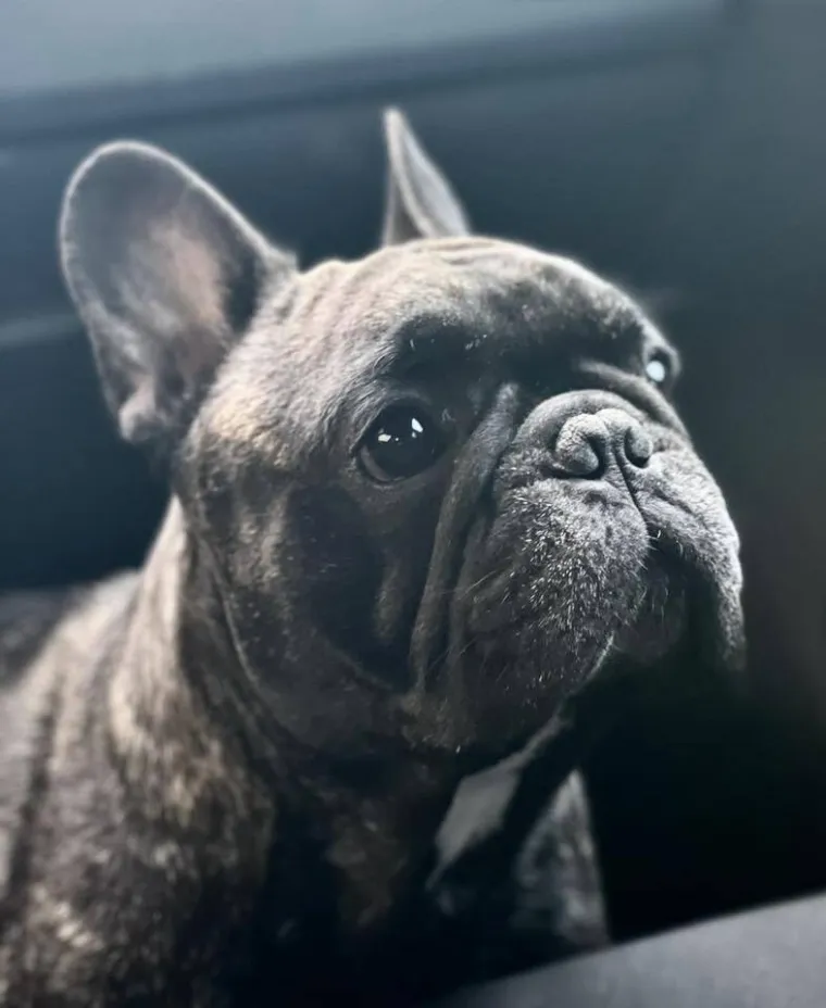 Neodoljiva pasmina osvaja srca: Te&scaron;ko je odoljeti va&scaron;im preslatkim francuskim buldozima