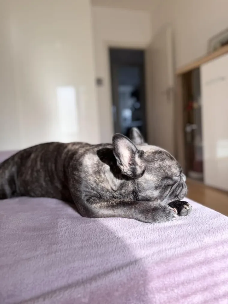 Neodoljiva pasmina osvaja srca: Te&scaron;ko je odoljeti va&scaron;im preslatkim francuskim buldozima