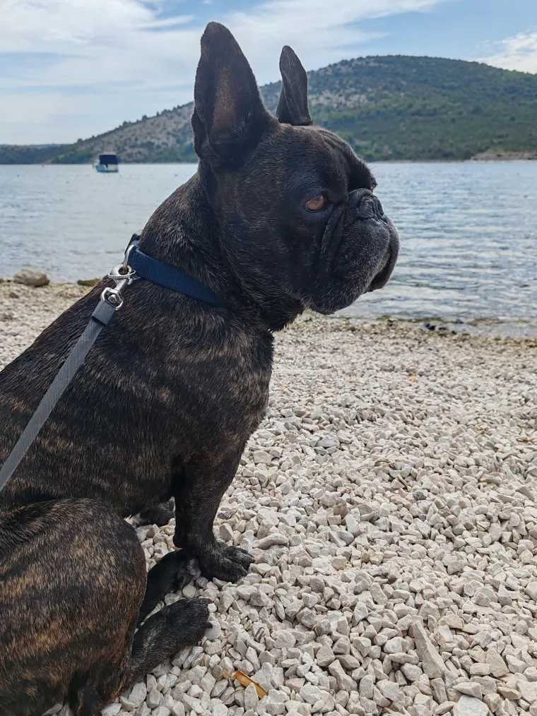 Neodoljiva pasmina osvaja srca: Te&scaron;ko je odoljeti va&scaron;im preslatkim francuskim buldozima