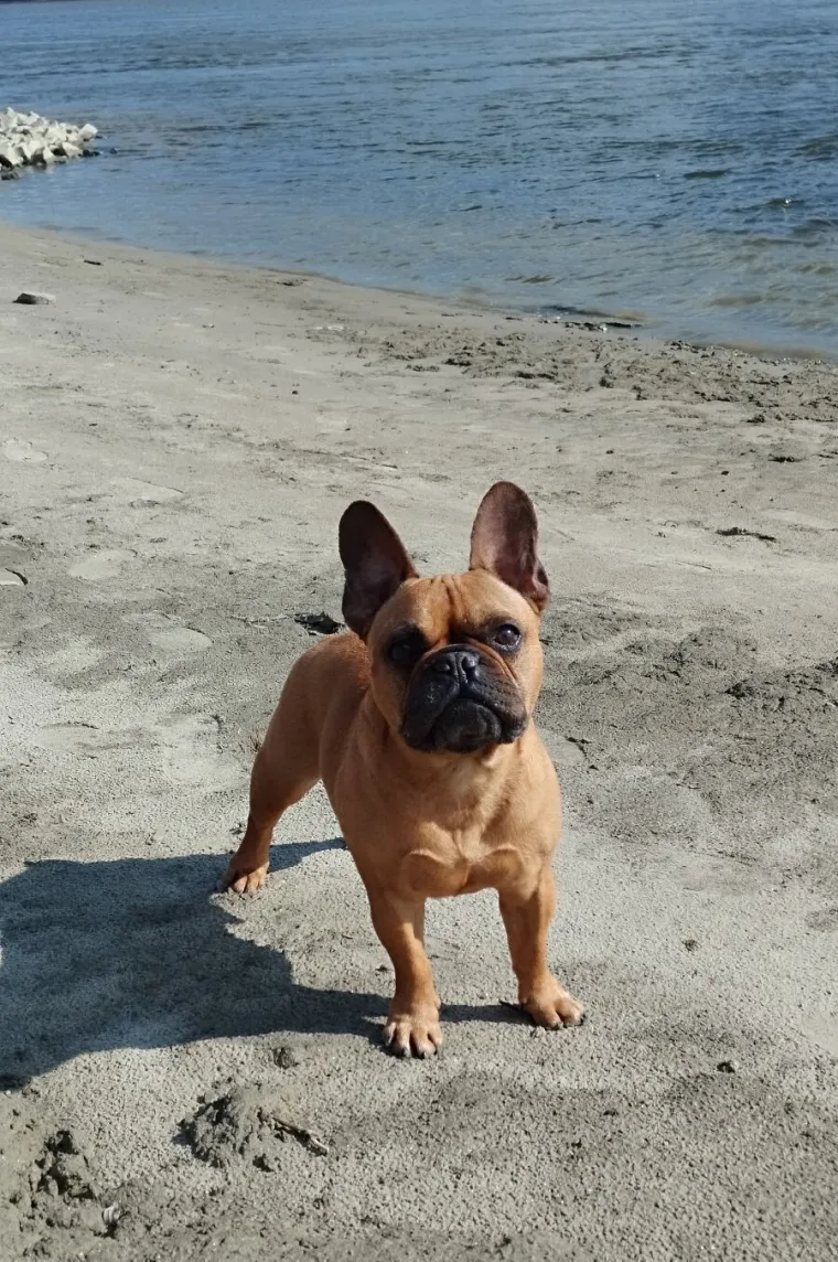 Neodoljiva pasmina osvaja srca: Te&scaron;ko je odoljeti va&scaron;im preslatkim francuskim buldozima