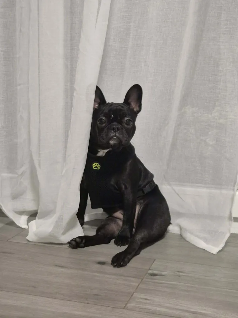 Neodoljiva pasmina osvaja srca: Te&scaron;ko je odoljeti va&scaron;im preslatkim francuskim buldozima