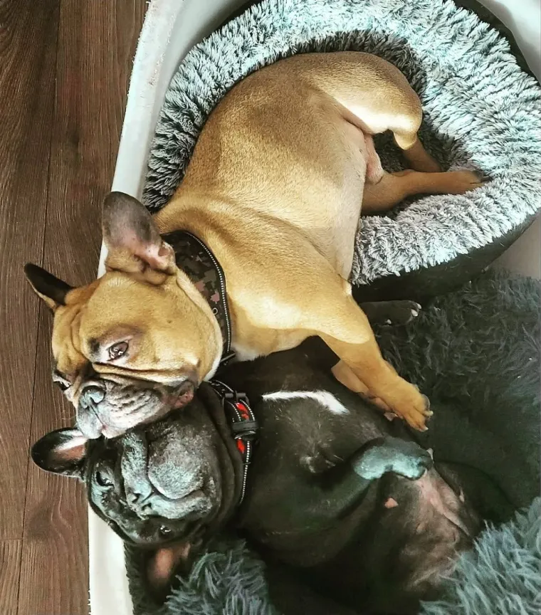 Neodoljiva pasmina osvaja srca: Te&scaron;ko je odoljeti va&scaron;im preslatkim francuskim buldozima