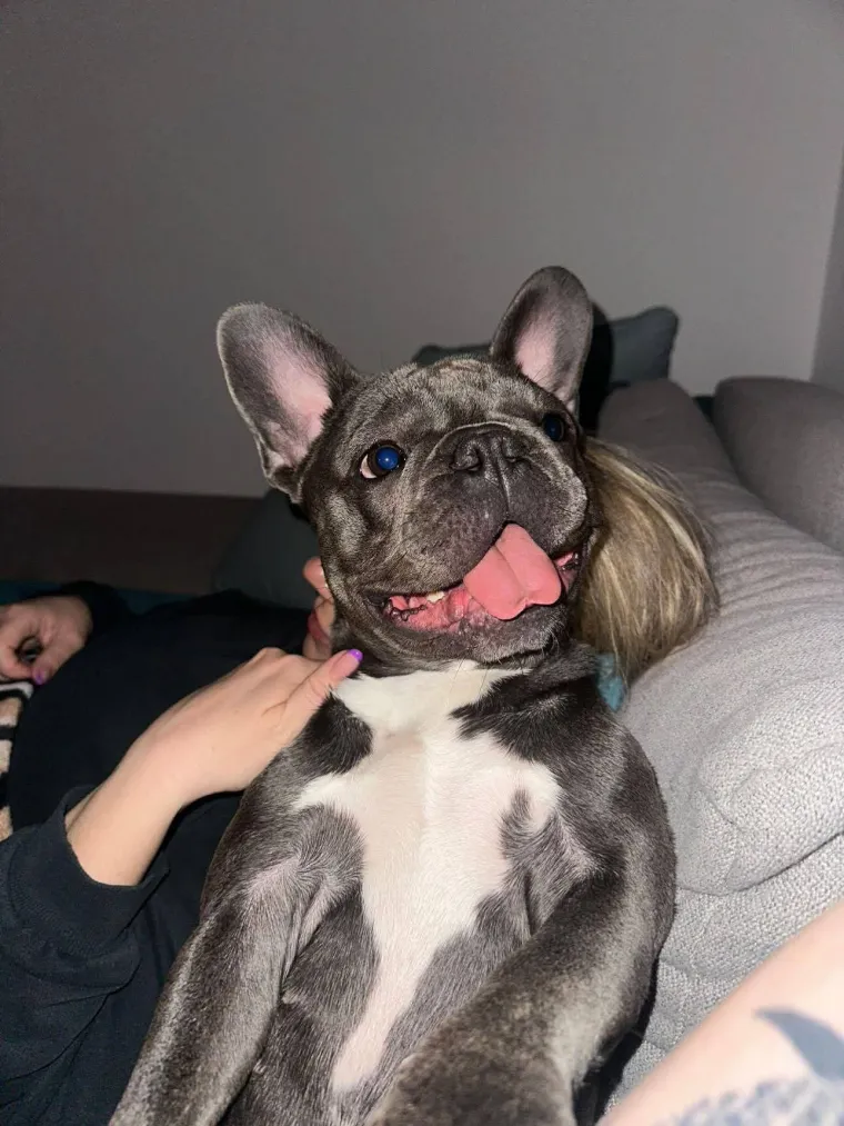 Neodoljiva pasmina osvaja srca: Te&scaron;ko je odoljeti va&scaron;im preslatkim francuskim buldozima