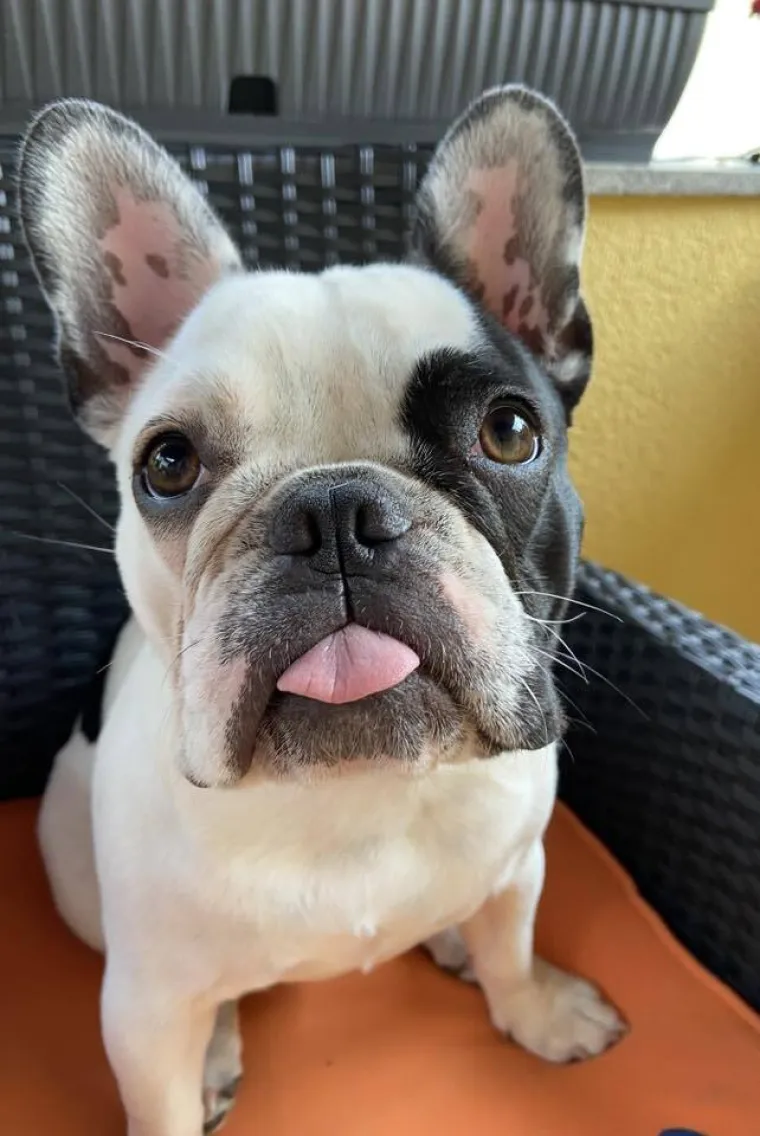 Neodoljiva pasmina osvaja srca: Te&scaron;ko je odoljeti va&scaron;im preslatkim francuskim buldozima