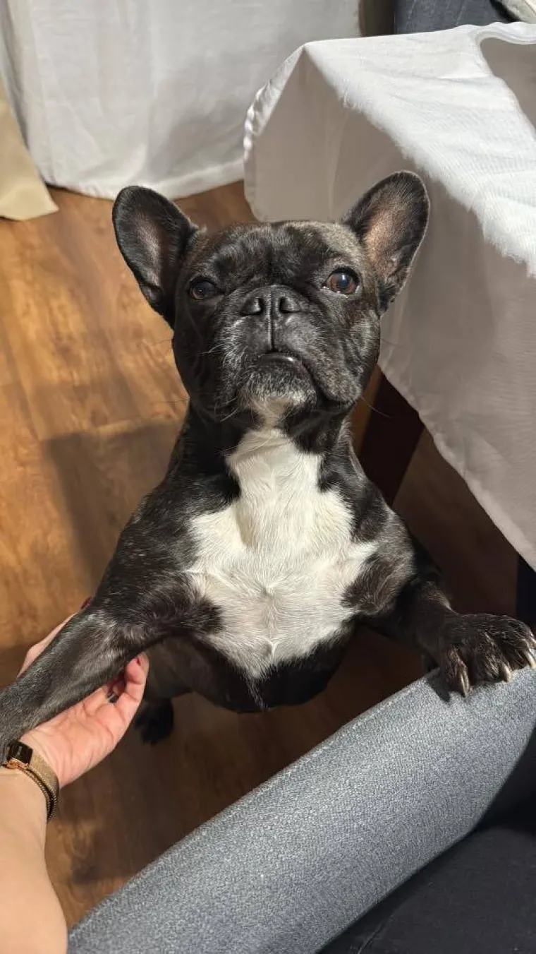 Neodoljiva pasmina osvaja srca: Te&scaron;ko je odoljeti va&scaron;im preslatkim francuskim buldozima