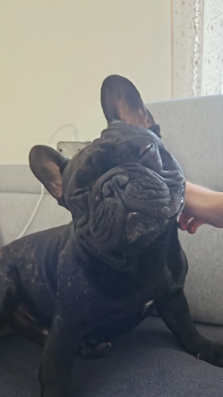 Neodoljiva pasmina osvaja srca: Te&scaron;ko je odoljeti va&scaron;im preslatkim francuskim buldozima