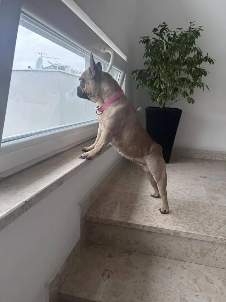 Neodoljiva pasmina osvaja srca: Te&scaron;ko je odoljeti va&scaron;im preslatkim francuskim buldozima