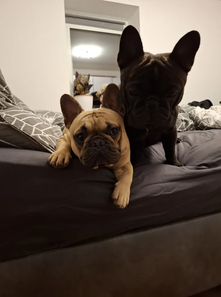 Neodoljiva pasmina osvaja srca: Te&scaron;ko je odoljeti va&scaron;im preslatkim francuskim buldozima