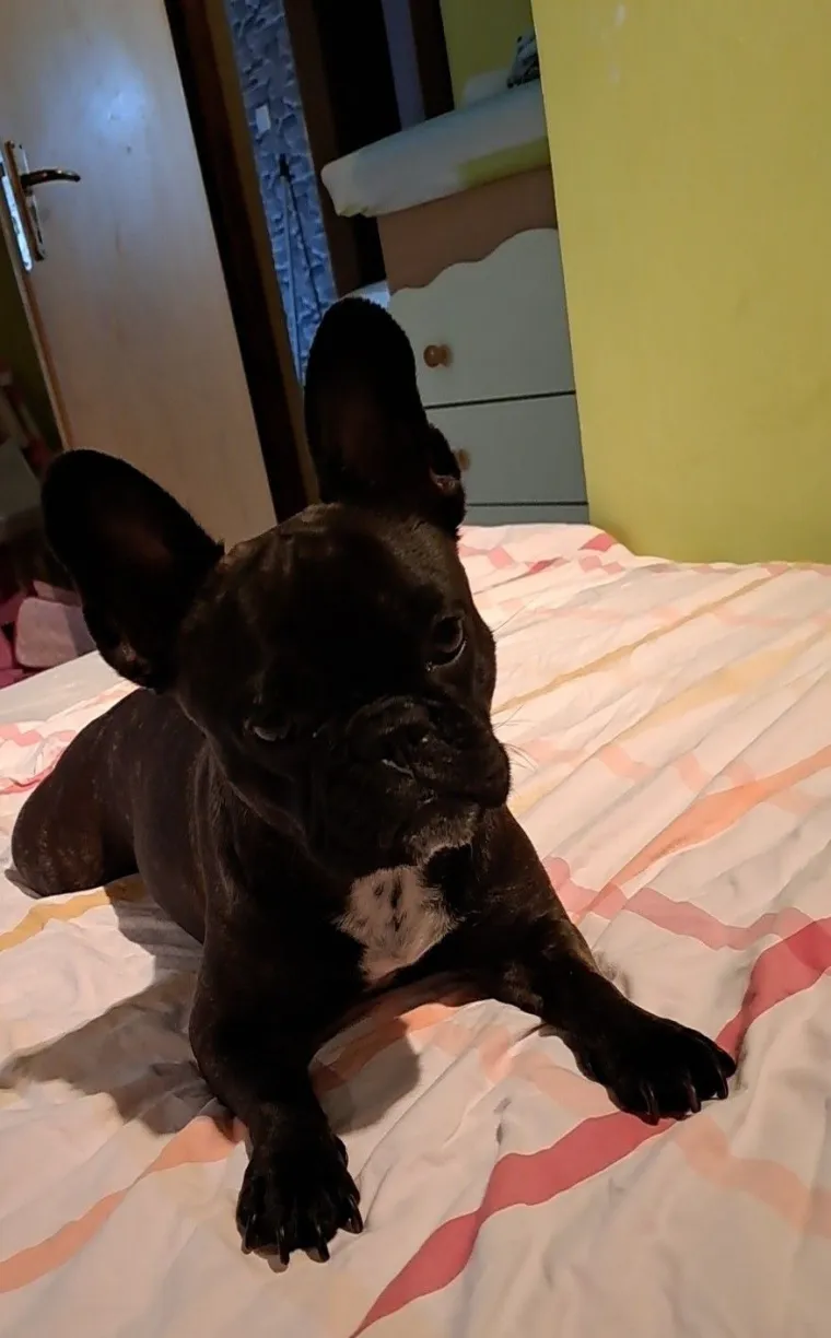 Neodoljiva pasmina osvaja srca: Te&scaron;ko je odoljeti va&scaron;im preslatkim francuskim buldozima