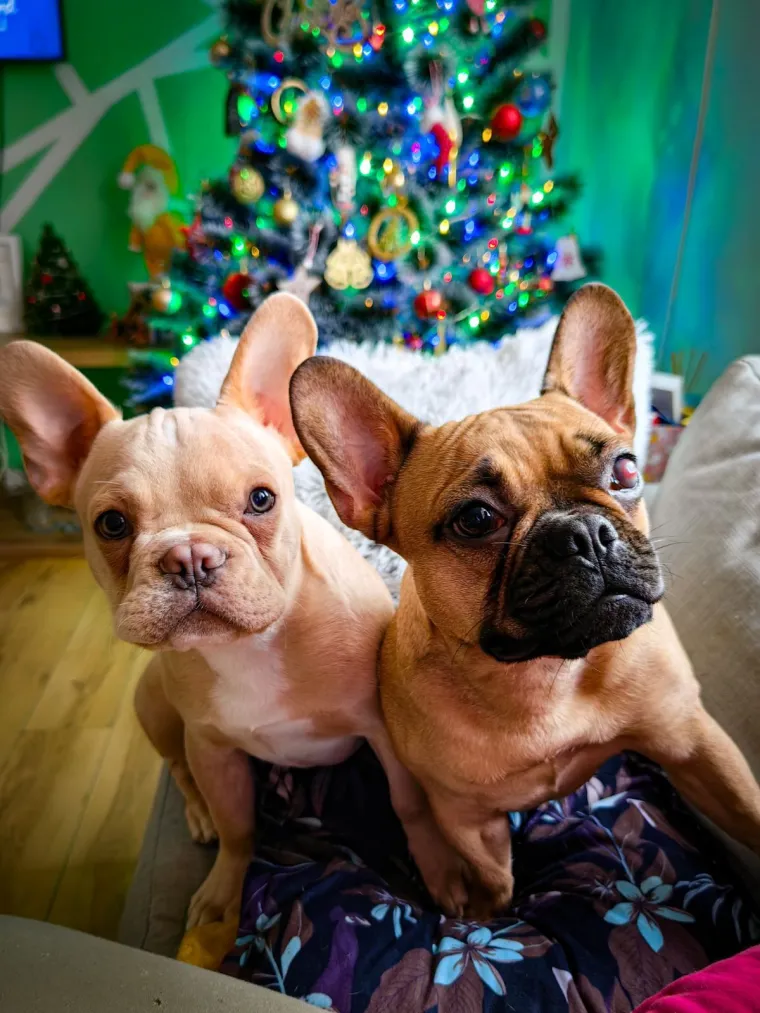 Neodoljiva pasmina osvaja srca: Te&scaron;ko je odoljeti va&scaron;im preslatkim francuskim buldozima