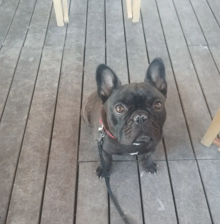 Neodoljiva pasmina osvaja srca: Te&scaron;ko je odoljeti va&scaron;im preslatkim francuskim buldozima