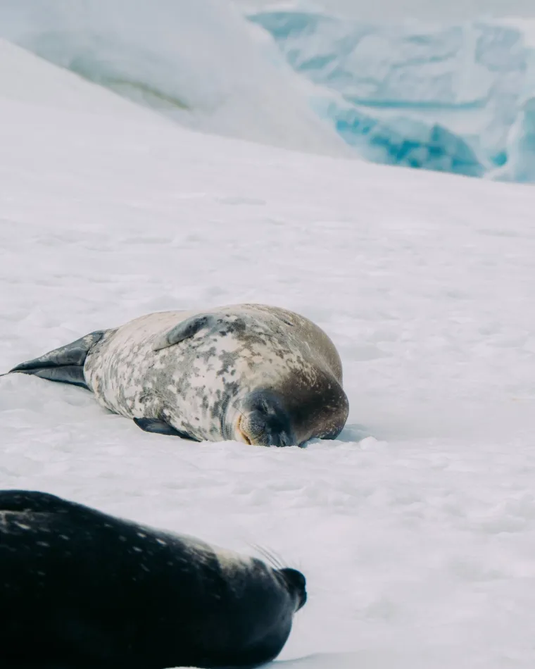 Ovako Kolinda uživa na Antarktici, na&scaron; poznati putopisac objavio prizore koji ostavljaju bez daha