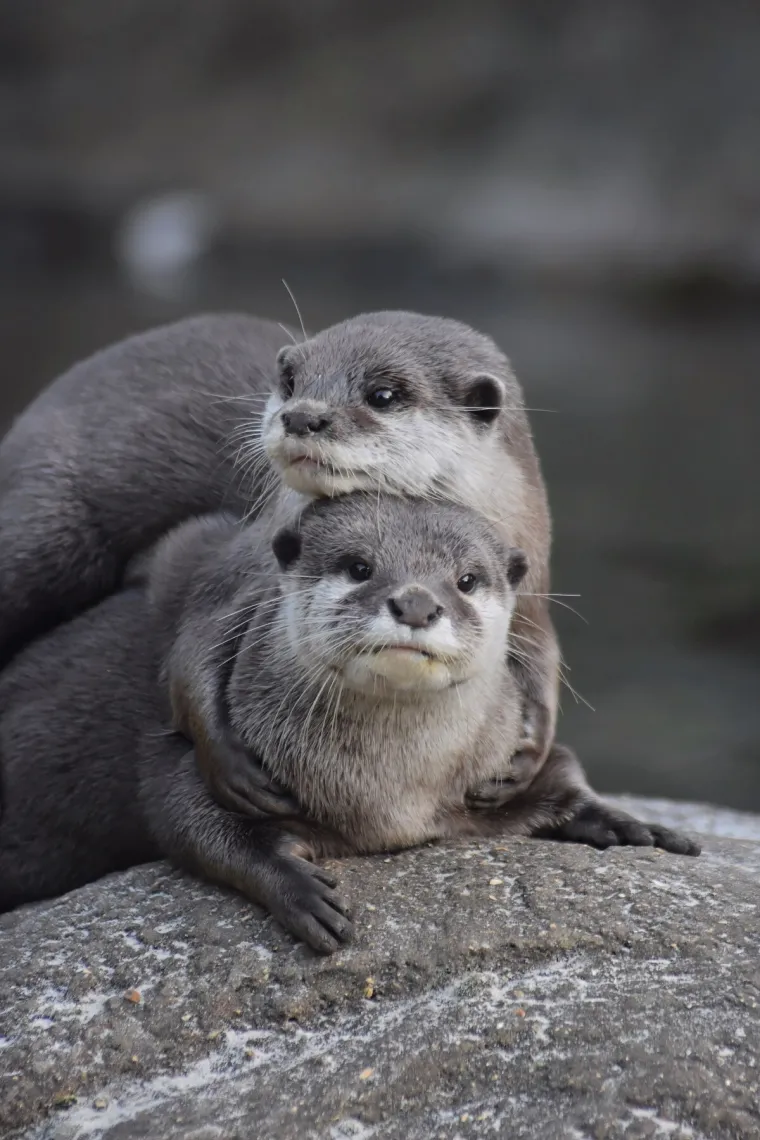 Okice, osmjesi i &scaron;ape oko vrata: Ovi preslatki zagrljaji rastopit će i ona najtvrđa srca