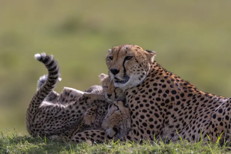 Okice, osmjesi i &scaron;ape oko vrata: Ovi preslatki zagrljaji rastopit će i ona najtvrđa srca