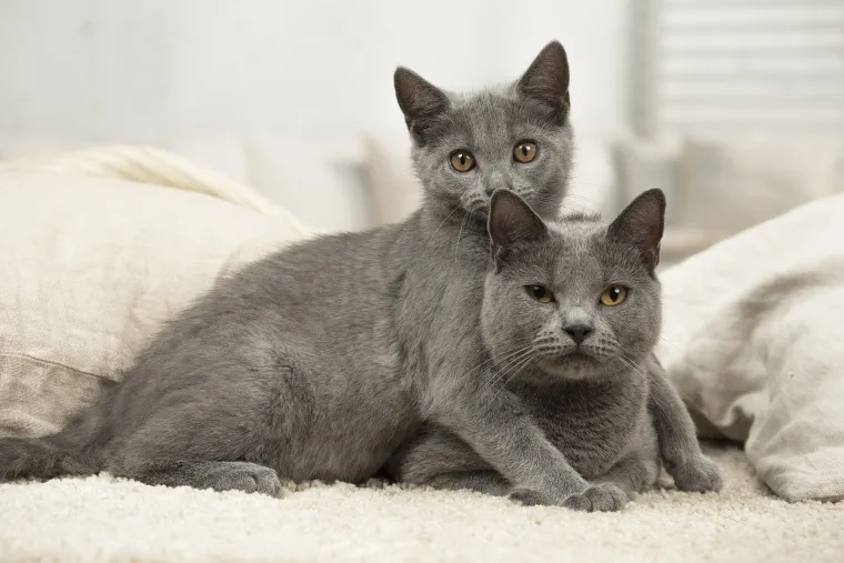 Okice, osmjesi i &scaron;ape oko vrata: Ovi preslatki zagrljaji rastopit će i ona najtvrđa srca