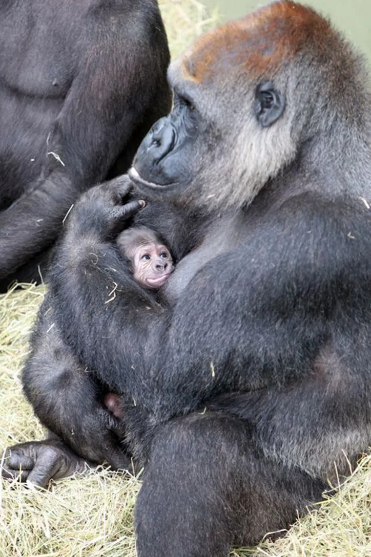 Okice, osmjesi i &scaron;ape oko vrata: Ovi preslatki zagrljaji rastopit će i ona najtvrđa srca