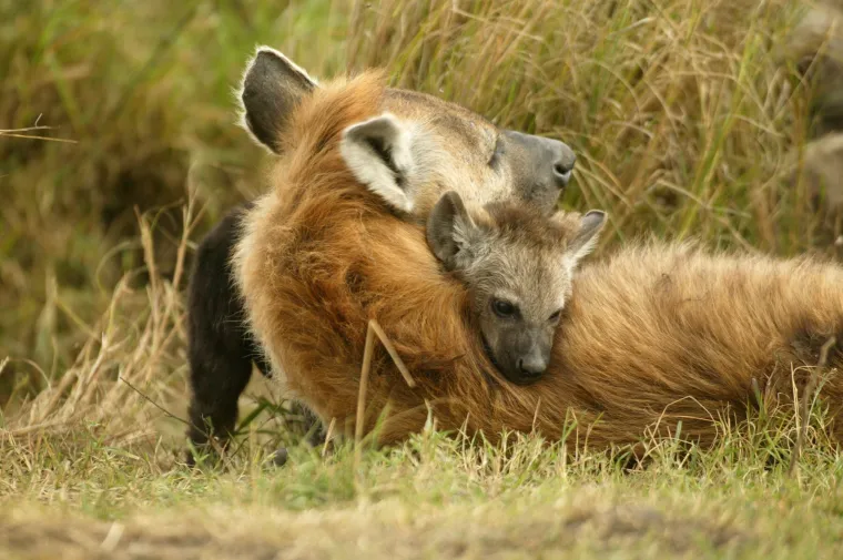 Okice, osmjesi i &scaron;ape oko vrata: Ovi preslatki zagrljaji rastopit će i ona najtvrđa srca