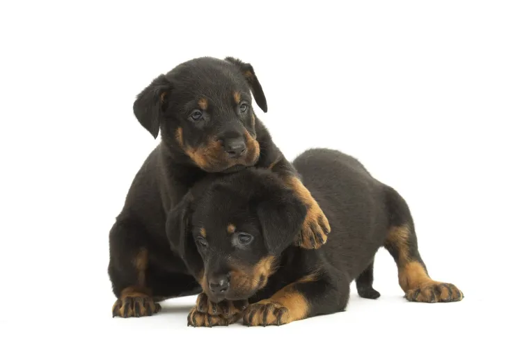 Okice, osmjesi i &scaron;ape oko vrata: Ovi preslatki zagrljaji rastopit će i ona najtvrđa srca