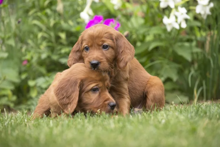 Okice, osmjesi i &scaron;ape oko vrata: Ovi preslatki zagrljaji rastopit će i ona najtvrđa srca