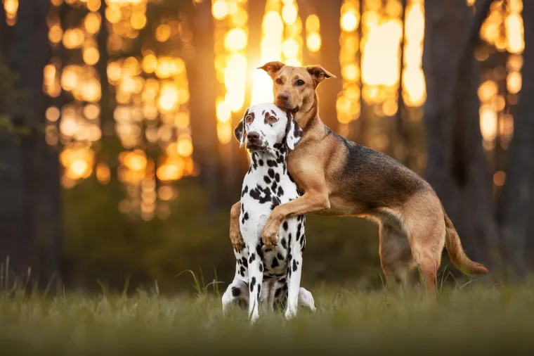 Okice, osmjesi i &scaron;ape oko vrata: Ovi preslatki zagrljaji rastopit će i ona najtvrđa srca
