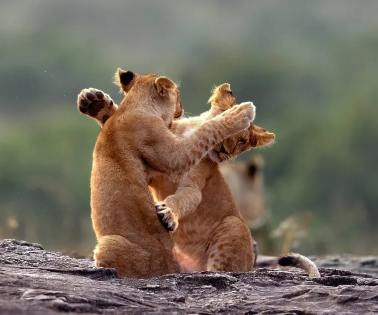 Okice, osmjesi i &scaron;ape oko vrata: Ovi preslatki zagrljaji rastopit će i ona najtvrđa srca