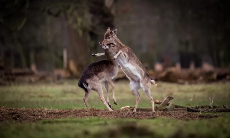 Okice, osmjesi i &scaron;ape oko vrata: Ovi preslatki zagrljaji rastopit će i ona najtvrđa srca
