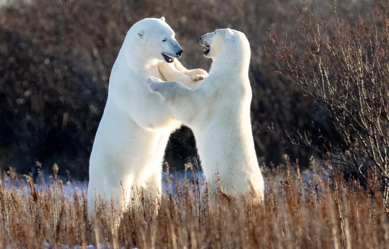Okice, osmjesi i &scaron;ape oko vrata: Ovi preslatki zagrljaji rastopit će i ona najtvrđa srca