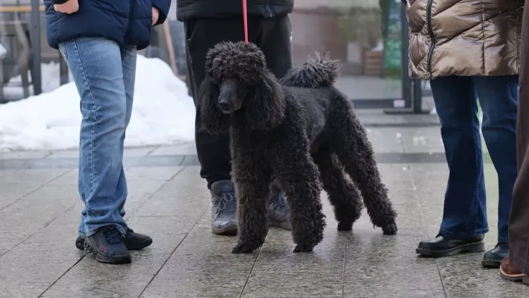 Smeđi kaput kojeg nitko nije mogao ignorirati: Pogledajte tko je sve ukrasio čakovečku &scaron;picu
