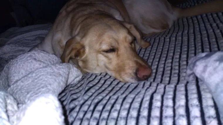 Velike crne oči i predivna gusta dlaka: Te&scaron;ko je odoljeti fotografijama va&scaron;ih labradora