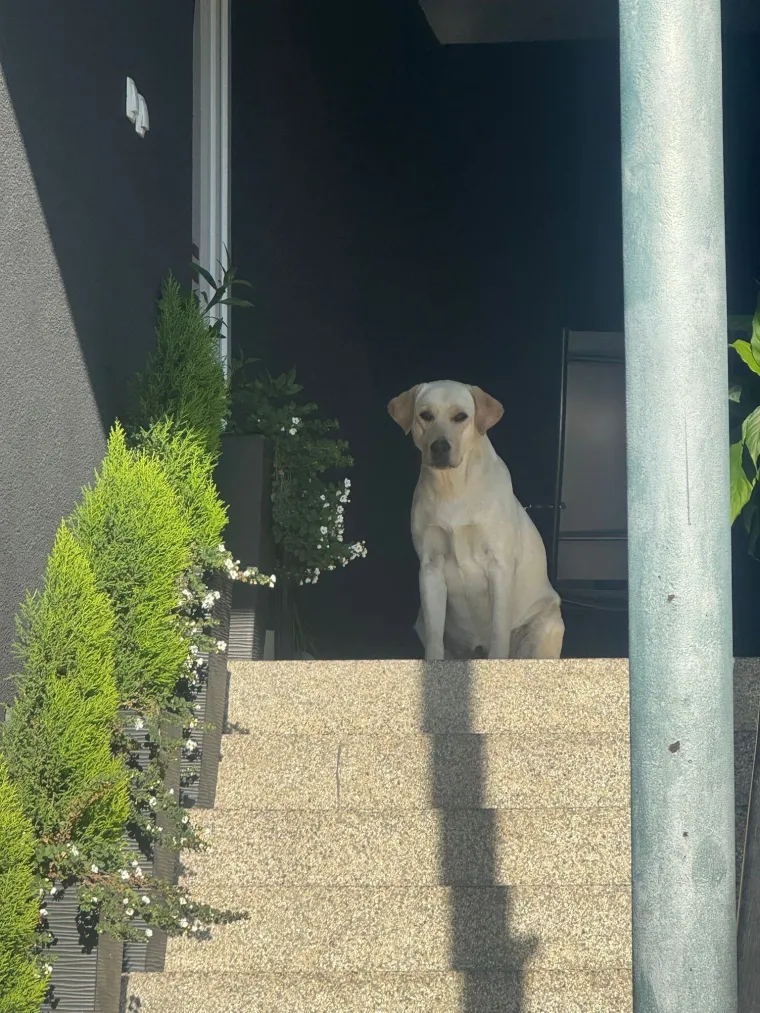 Velike crne oči i predivna gusta dlaka: Te&scaron;ko je odoljeti fotografijama va&scaron;ih labradora