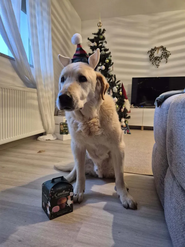 Velike crne oči i predivna gusta dlaka: Te&scaron;ko je odoljeti fotografijama va&scaron;ih labradora