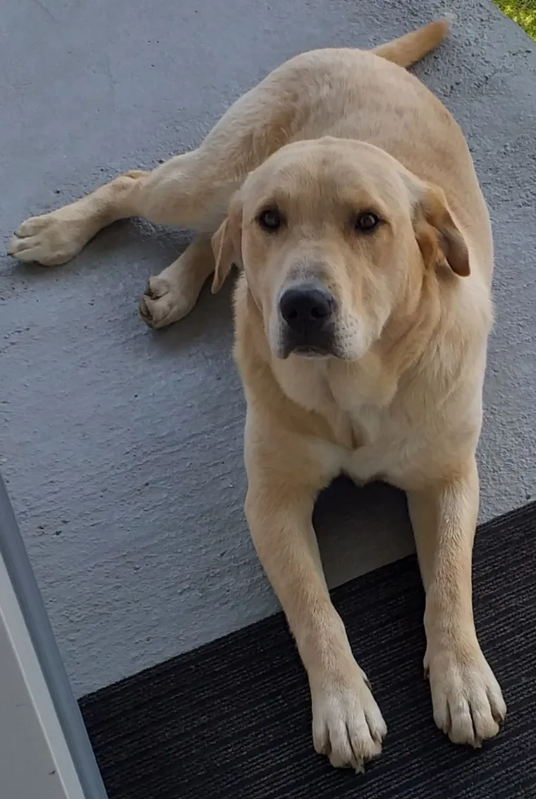 Velike crne oči i predivna gusta dlaka: Te&scaron;ko je odoljeti fotografijama va&scaron;ih labradora