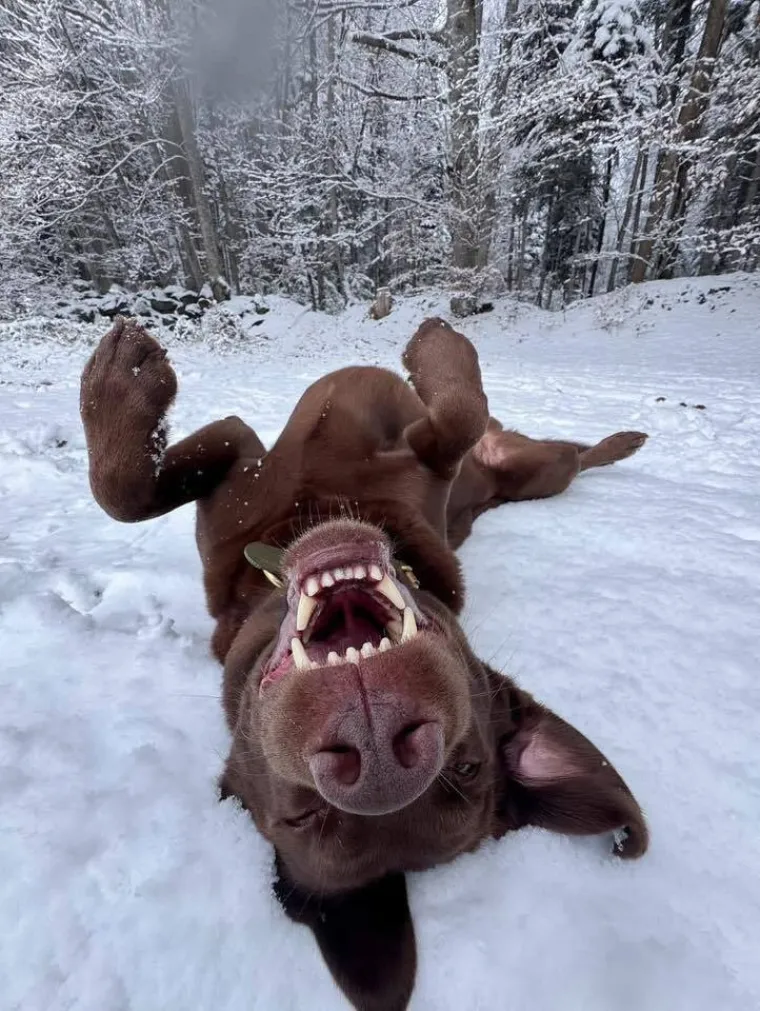 Velike crne oči i predivna gusta dlaka: Te&scaron;ko je odoljeti fotografijama va&scaron;ih labradora