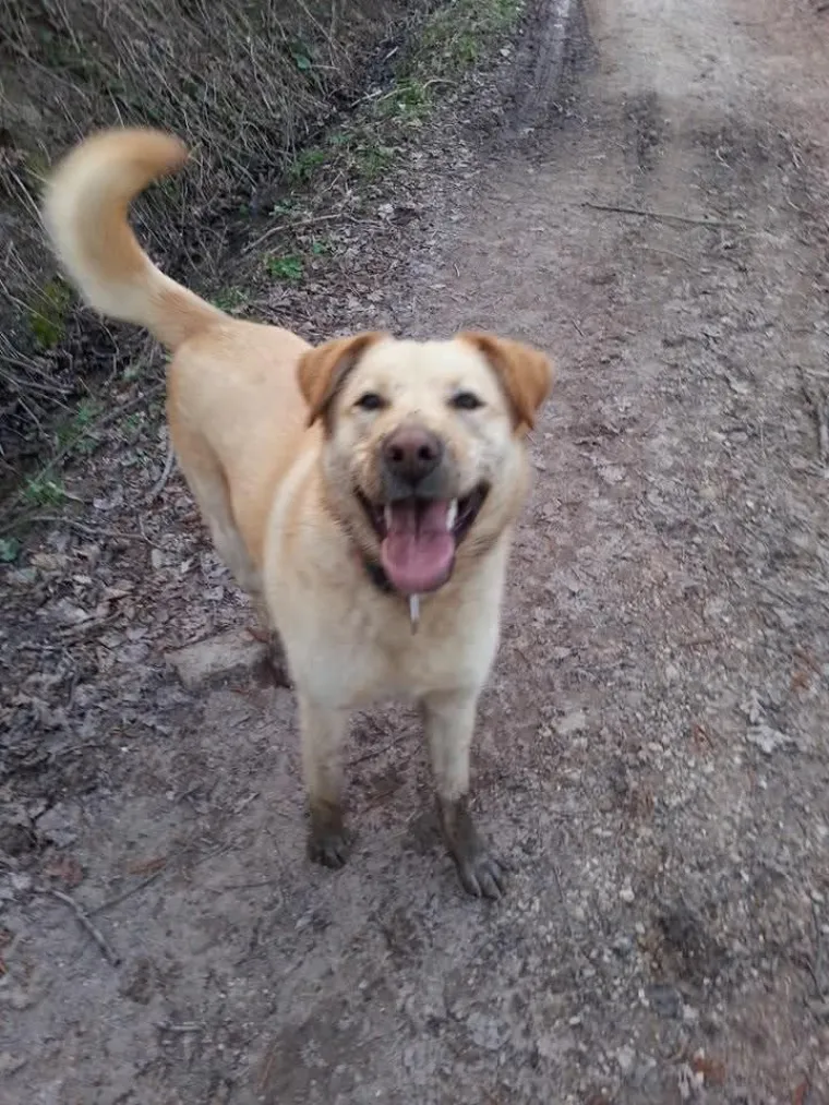 Velike crne oči i predivna gusta dlaka: Te&scaron;ko je odoljeti fotografijama va&scaron;ih labradora
