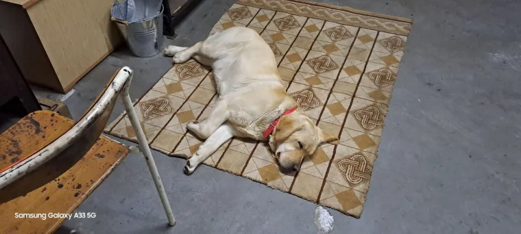 Velike crne oči i predivna gusta dlaka: Te&scaron;ko je odoljeti fotografijama va&scaron;ih labradora