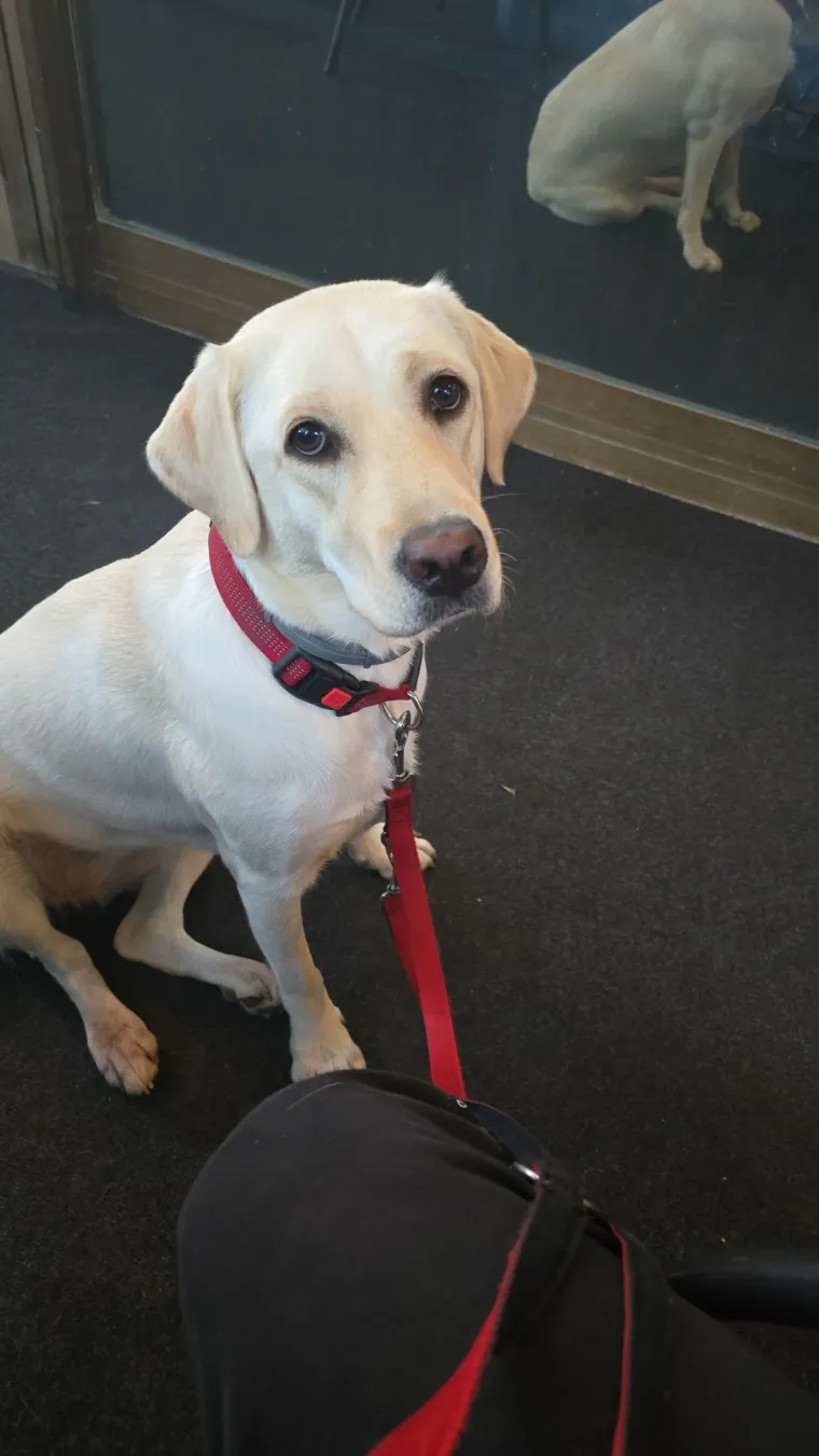 Velike crne oči i predivna gusta dlaka: Te&scaron;ko je odoljeti fotografijama va&scaron;ih labradora