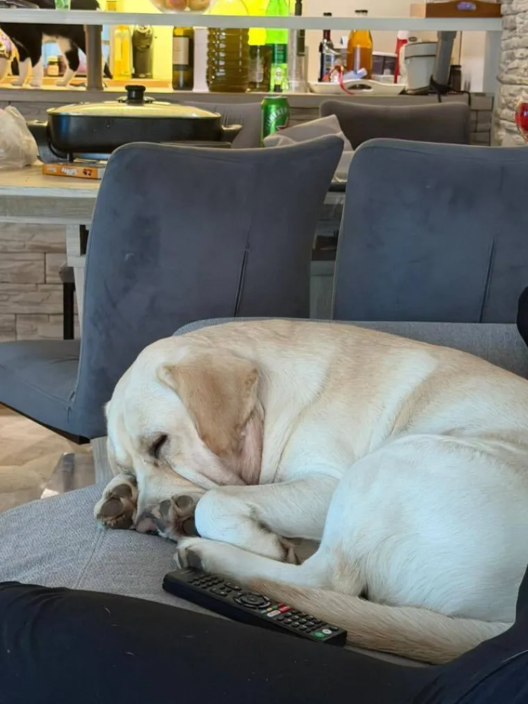 Velike crne oči i predivna gusta dlaka: Te&scaron;ko je odoljeti fotografijama va&scaron;ih labradora