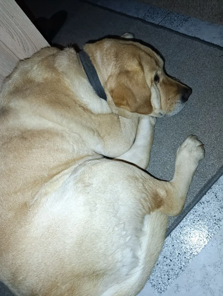 Velike crne oči i predivna gusta dlaka: Te&scaron;ko je odoljeti fotografijama va&scaron;ih labradora