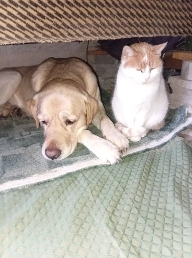 Velike crne oči i predivna gusta dlaka: Te&scaron;ko je odoljeti fotografijama va&scaron;ih labradora