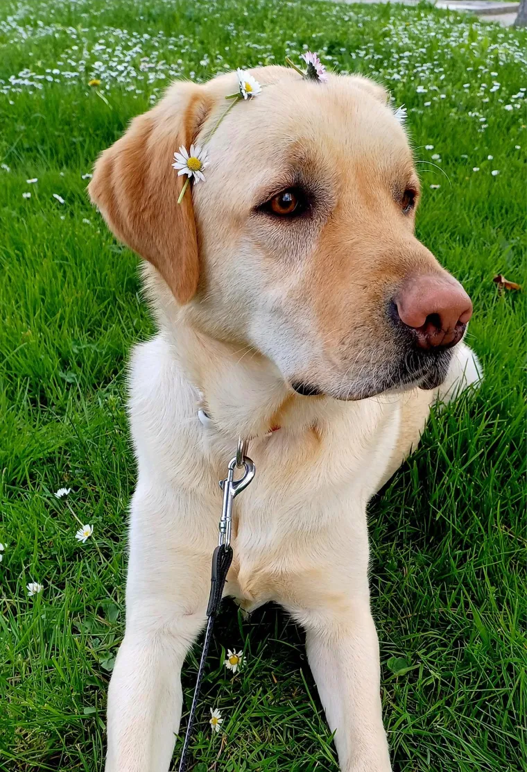 Velike crne oči i predivna gusta dlaka: Te&scaron;ko je odoljeti fotografijama va&scaron;ih labradora