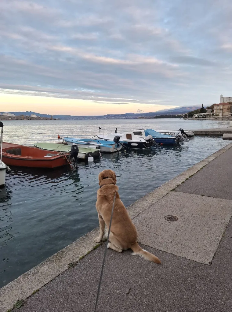 Velike crne oči i predivna gusta dlaka: Te&scaron;ko je odoljeti fotografijama va&scaron;ih labradora