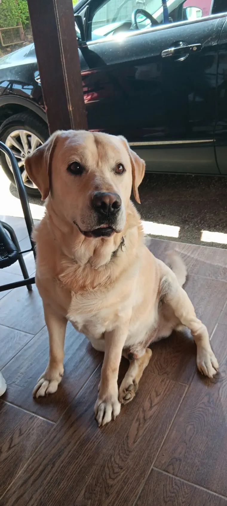 Velike crne oči i predivna gusta dlaka: Te&scaron;ko je odoljeti fotografijama va&scaron;ih labradora