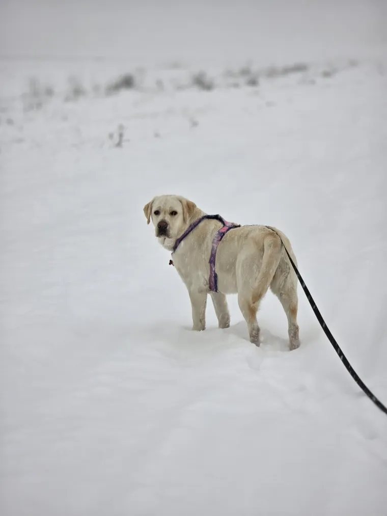 Velike crne oči i predivna gusta dlaka: Te&scaron;ko je odoljeti fotografijama va&scaron;ih labradora