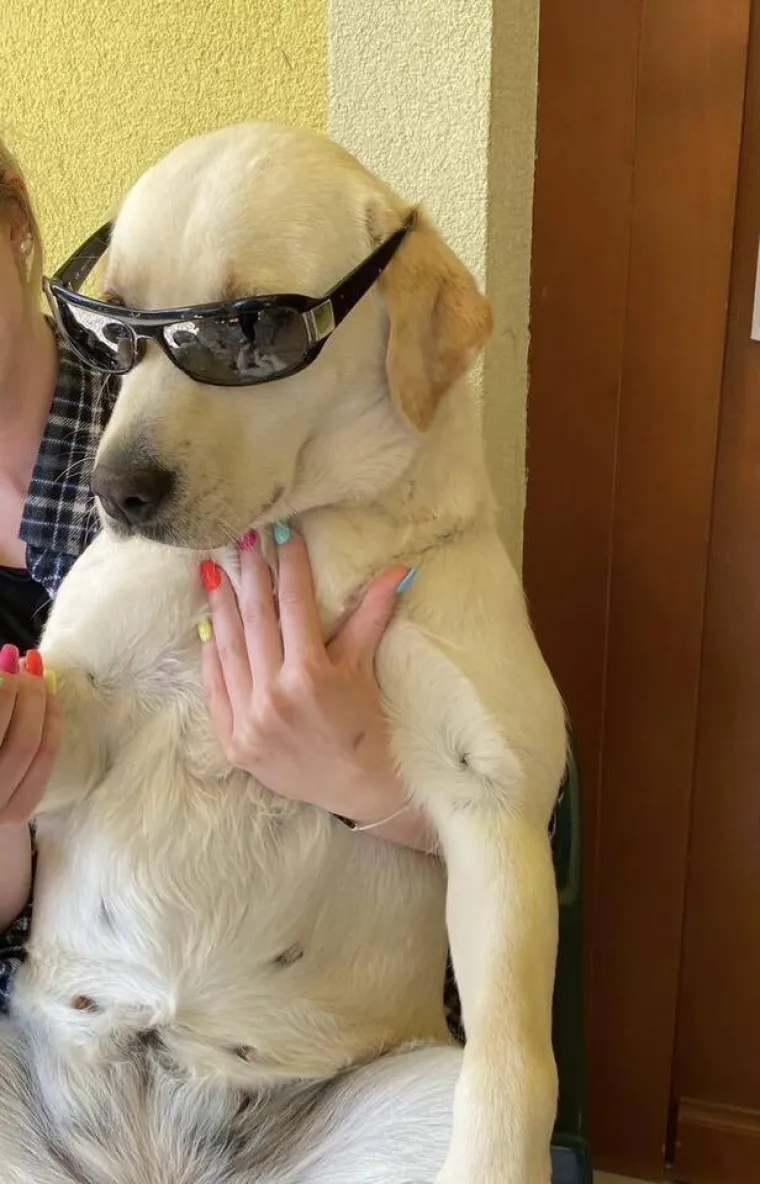 Velike crne oči i predivna gusta dlaka: Te&scaron;ko je odoljeti fotografijama va&scaron;ih labradora