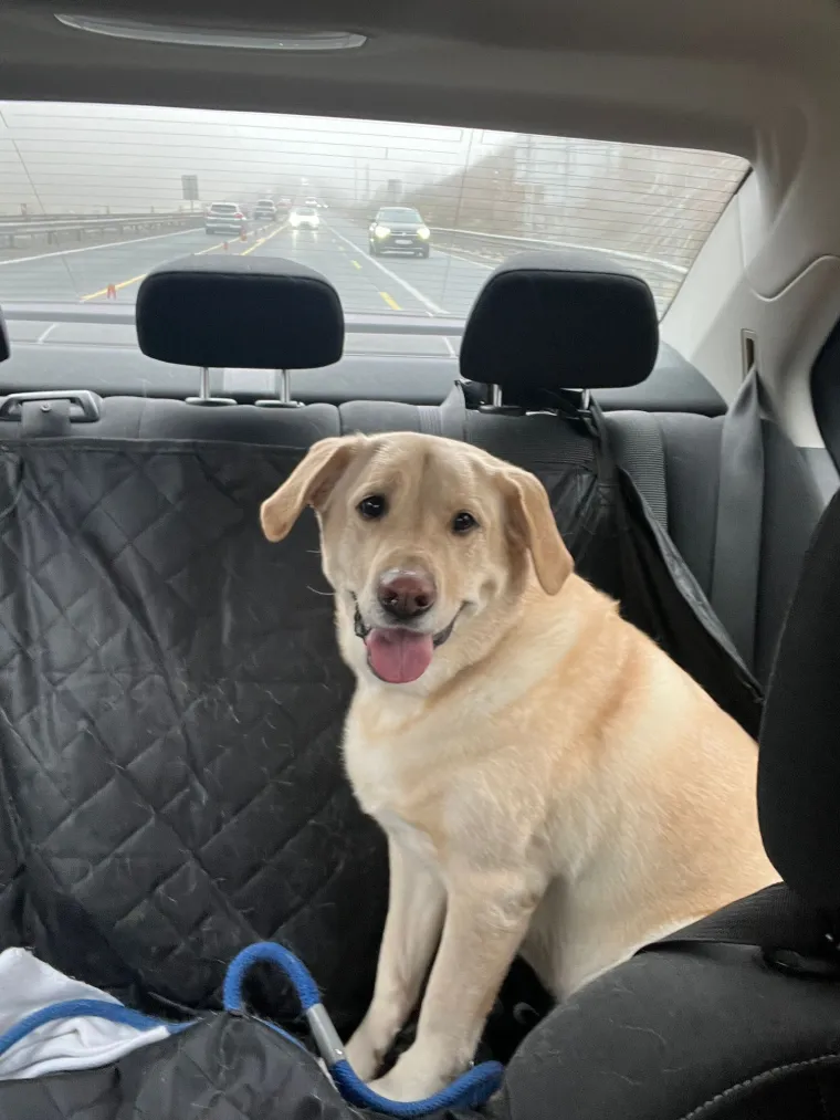 Velike crne oči i predivna gusta dlaka: Te&scaron;ko je odoljeti fotografijama va&scaron;ih labradora