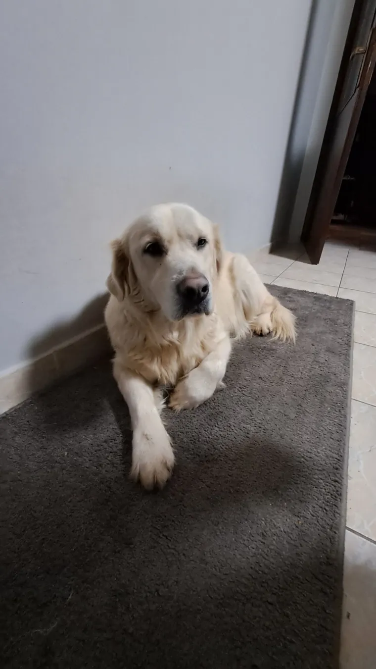 Velike crne oči i predivna gusta dlaka: Te&scaron;ko je odoljeti fotografijama va&scaron;ih labradora