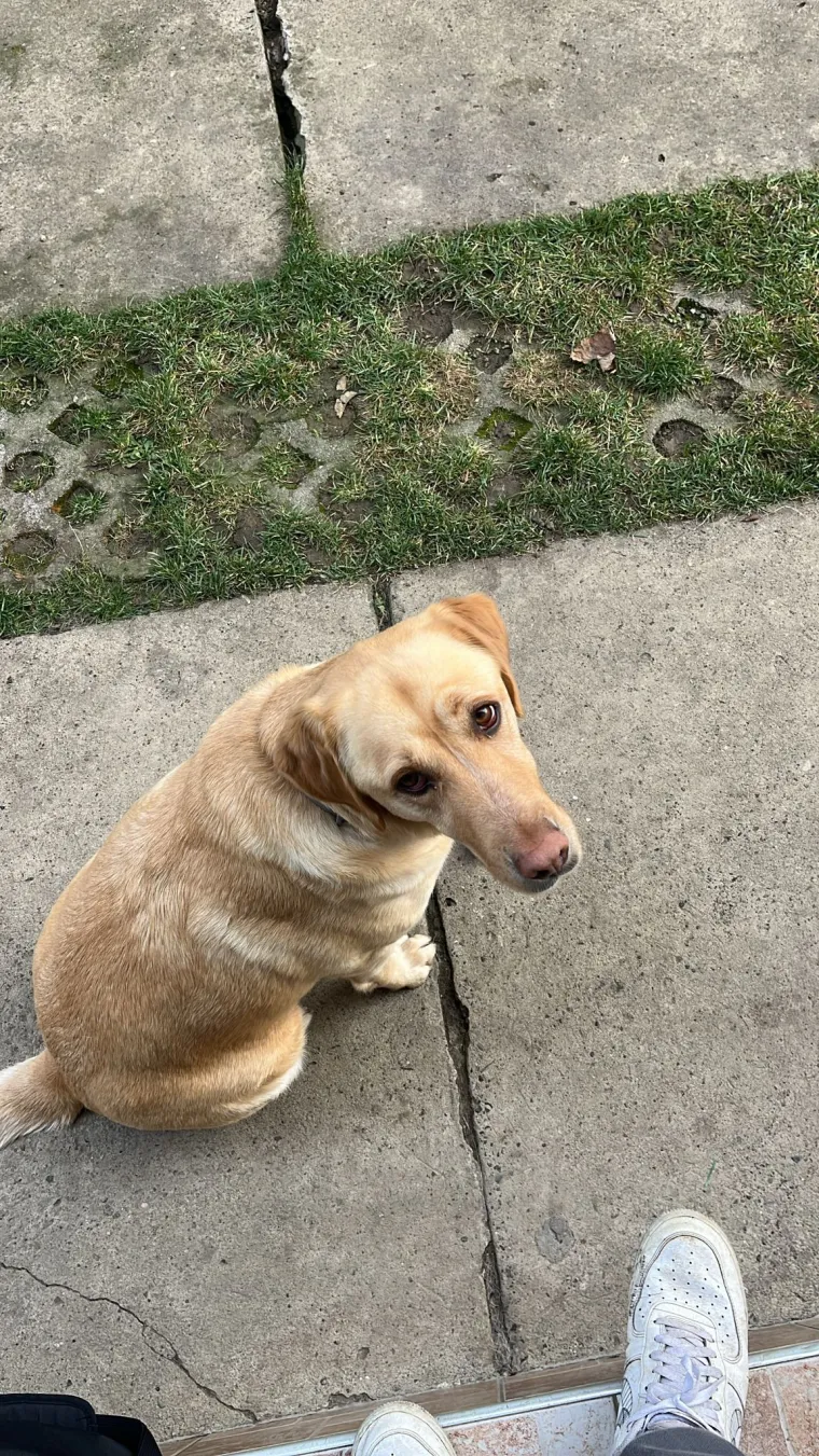 Velike crne oči i predivna gusta dlaka: Te&scaron;ko je odoljeti fotografijama va&scaron;ih labradora