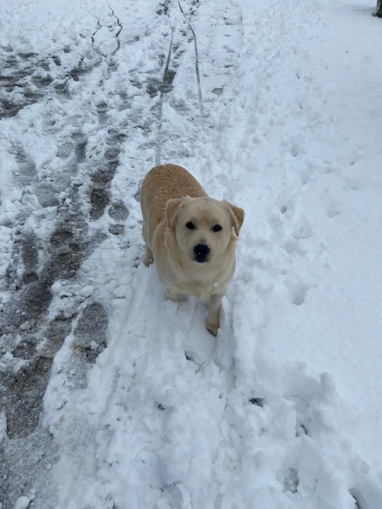 Velike crne oči i predivna gusta dlaka: Te&scaron;ko je odoljeti fotografijama va&scaron;ih labradora