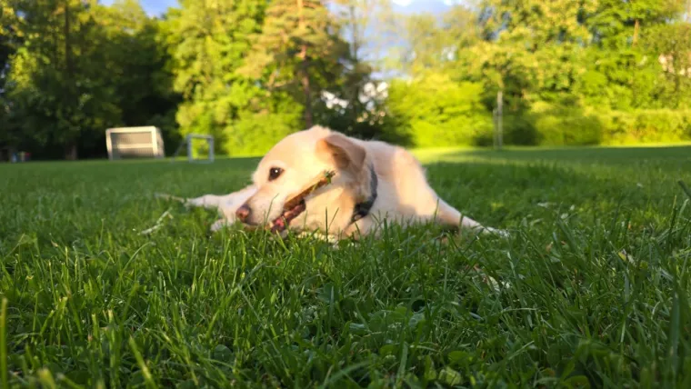 Velike crne oči i predivna gusta dlaka: Te&scaron;ko je odoljeti fotografijama va&scaron;ih labradora