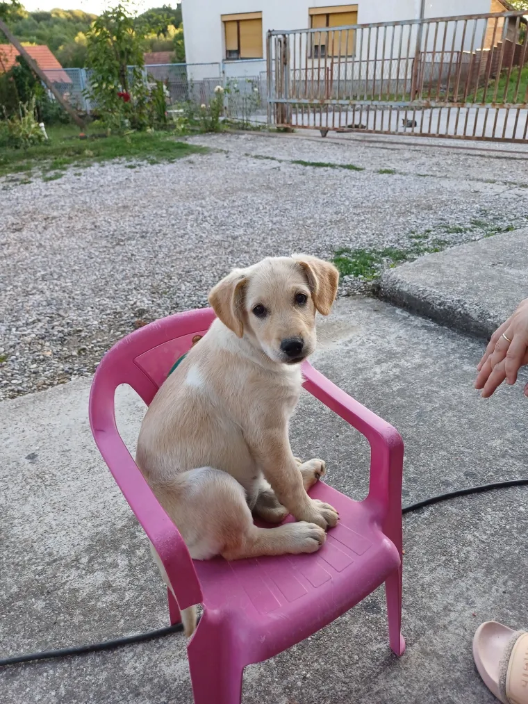 Velike crne oči i predivna gusta dlaka: Te&scaron;ko je odoljeti fotografijama va&scaron;ih labradora
